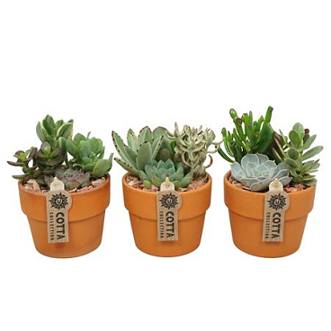Succulent Terracotta
