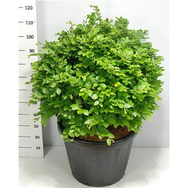 Fagus Sylvatica
