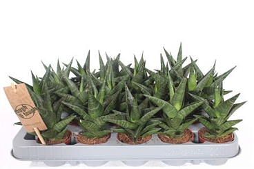 Sansevieria Kabuto