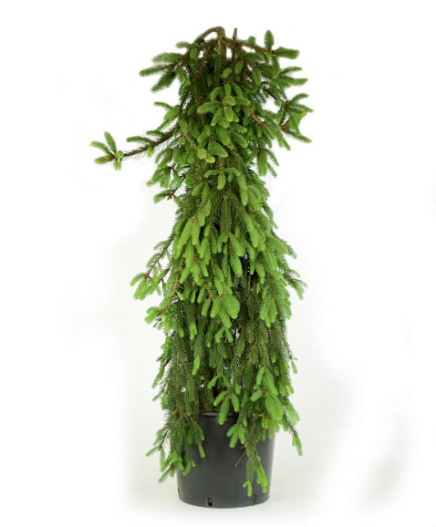 Ель обыкновенная Инверса