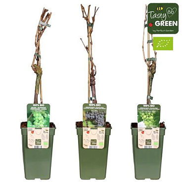 Vitis Mix Bio