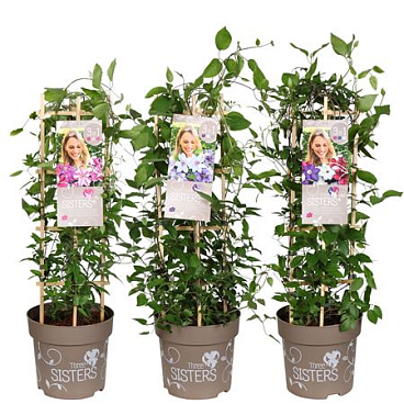 Clematis Three Sisters Obelisk