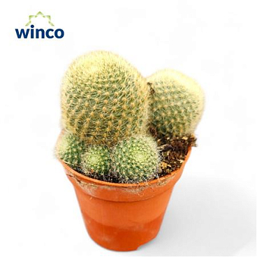 Rebutia Lima Naranja
