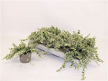 Ficus Pumila Belle Sunny