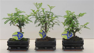 Zanthoxylum Piperitum, 15cm., Broom, With D