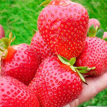 Земляника Анита