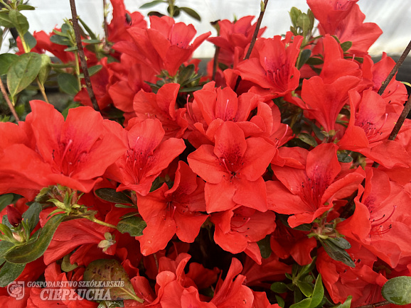 Азалия японская Санта Мария