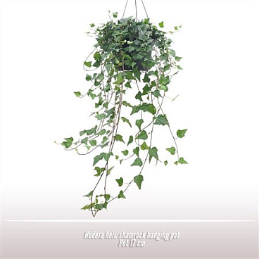 Hedera He Shamrock Hanging Pot