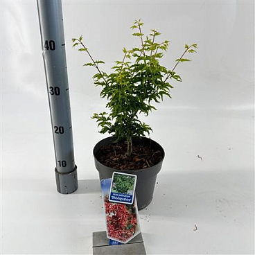 Acer Palm Shishigashira