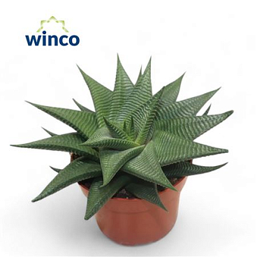 Haworthia Limifolia Twist.