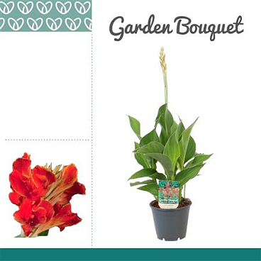 Canna Madeira