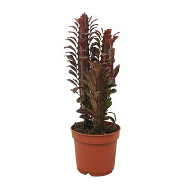 Euphorbia Trigona `rubra` 12 Cm