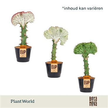 Euphorbia Cristata Mix