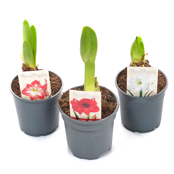 Гиппеаструм Микс