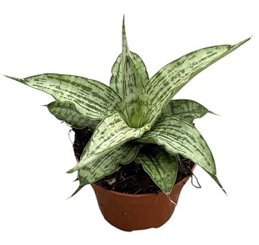 Sansevieria Cinta
