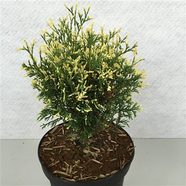 Thuja Occ Heartland Snow