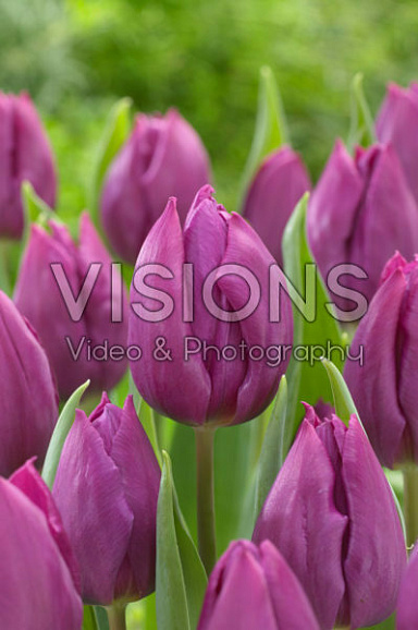 Тюльпан простой ранний Пёрпл Принц