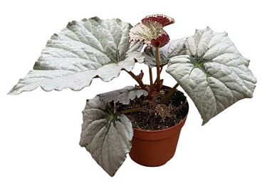 Begonia Grey Earl