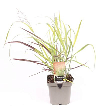 Panicum Virgatum Shenandoah