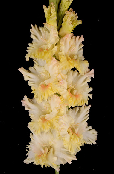 Гладиолус крупноцветковый Солнце В Бокале