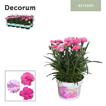 Dianthus I Love U (decorum)