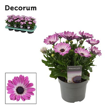 Osteospermum Pink Flare (decorum)