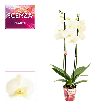 Phal 2st White Signature Lips
