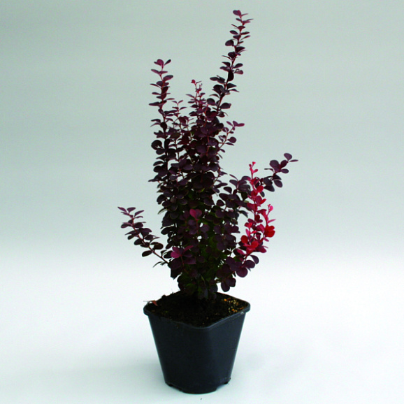 Барбарис тунберга Оранж Рокет