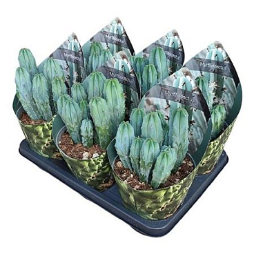 Myrtillocactus Geometrizans Potcover