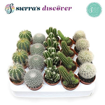 Cactus Mix Granada (discover)