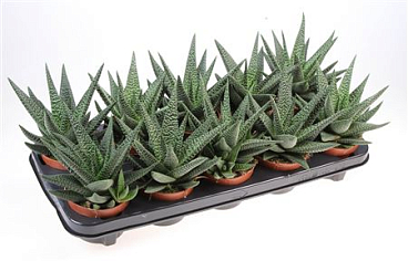 Haworthia Seastar