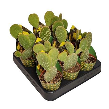 Opuntia Microdasys Potcover