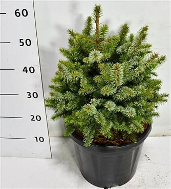 Picea Sit Tenas