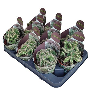 Opuntia Cylindrica Crestata Potcover