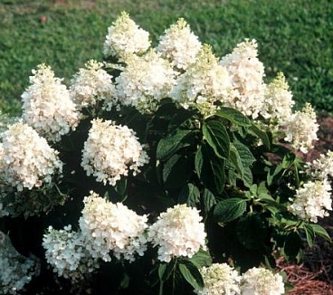 Гортензия метельчатая Беби Лейс