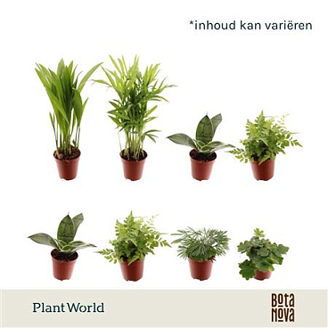 Tiny Happy Family Comfort Mix 5-6srt (decorum