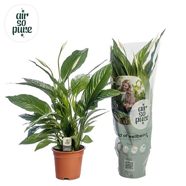 Spath Vivaldi 2+ (air So Pure)