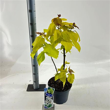 Catalpa Bignon Aurea