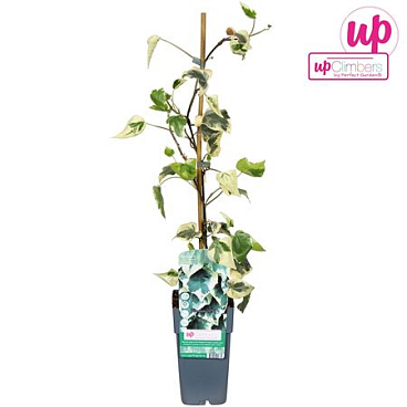 Hedera Colchica Dentata Variegata