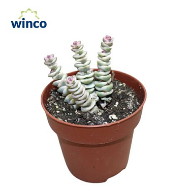 Crassula Marneriana Variagata