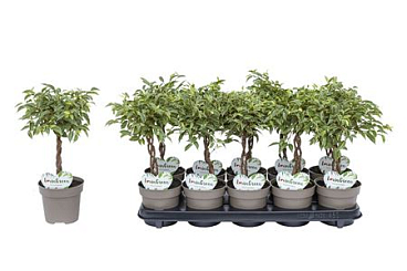 Ficus Be Kumani Twisted Stem