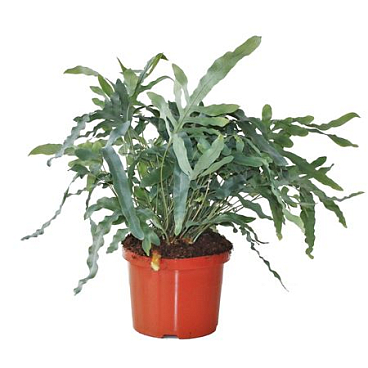 Phlebodium Aureum Blue Star.