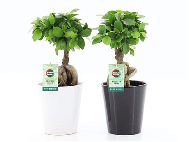 Ficus Ginseng Ceramic