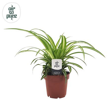 Chlorophytum 12cm (zonder Hoes)