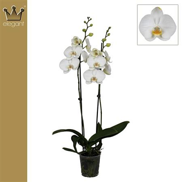 Phal 2st Royal White 18+ (bernhard)