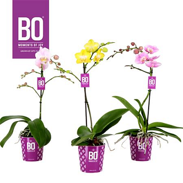 Phal 1st Coloursbo Mix