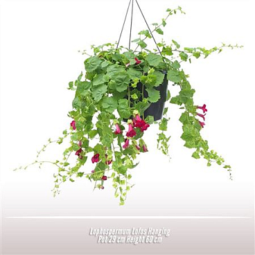 Lophospermum Lofos Hangin Pot