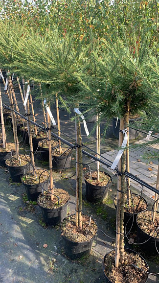 Лиственница европейская Корник штамб 120