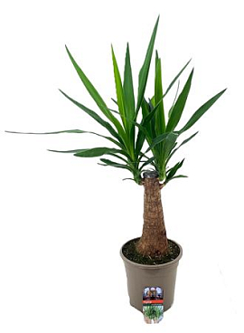 Yucca Fat Stem