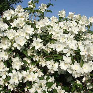 Чубушник Заснеженная Русь